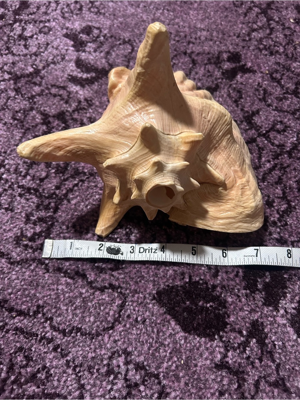 Natural Large Queen Conch Shell - Picture 5 of 7